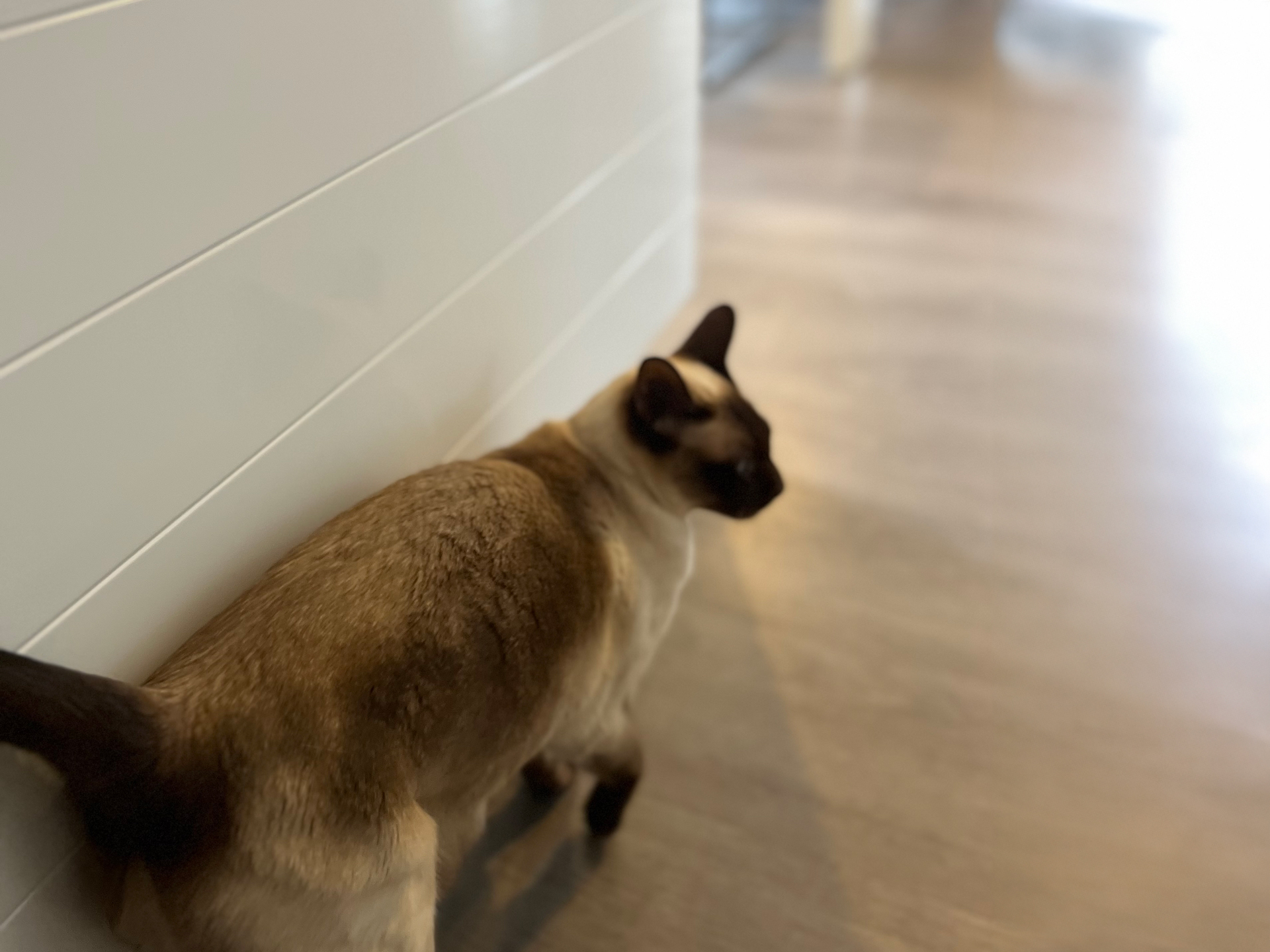 Jeremy Korado Retrofit Cat